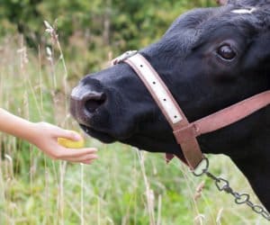 Zatkanie przełyku u&nbsp;bydła: jak sobie z&nbsp;nim radzić?