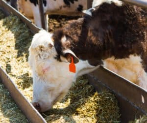 Młóto browarniane – pasza mlekopędna