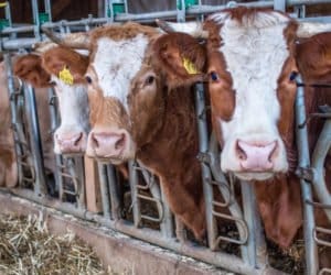 Zatkanie ksiąg u&nbsp;bydła: jak go uniknąć?