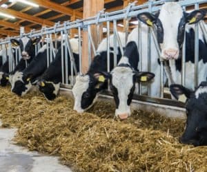 Dodatki paszowe: po co je stosować?