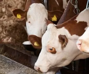 Obory uwięziowe a&nbsp;urazy kończyn u&nbsp;bydła