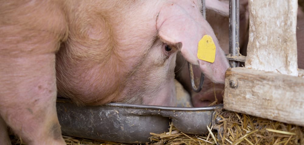 Włókno w żywieniu loch: jak je dostarczyć i po co?