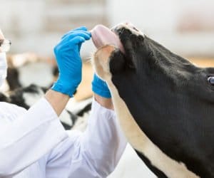 Choroba guzowatej skóry bydła: groźny wirus coraz bliżej polskich granic!