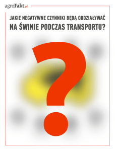 jakość mięsa wieprzowego