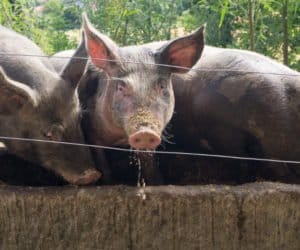 Jak poprawić smakowitość paszy?