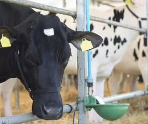 Poidła dla bydła na zimę (poidła niezamarzające)