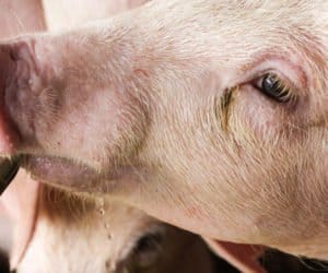 Czy poidła dla świń muszą być poddawane stałej kontroli?