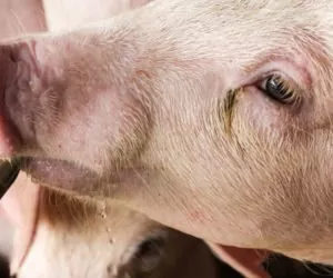 Czy poidła dla świń muszą być poddawane stałej kontroli?