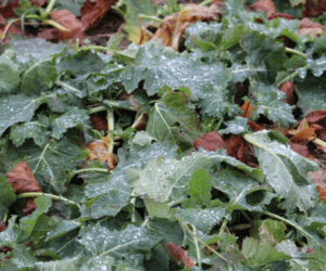 Uprawa rzepaku w&nbsp;RSP Sułków: tradycja i&nbsp;nowoczesność