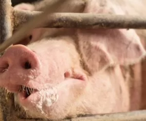 Mykotoksyny w paszy dla trzody chlewnej: jak bardzo szkodzą zwierzętom?