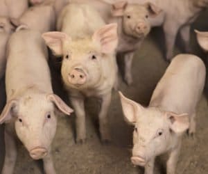 Choroba obrzękowa u&nbsp;trzody chlewnej