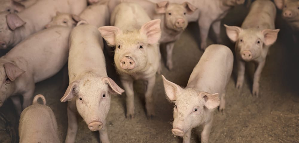 Choroba obrzękowa u&nbsp;trzody chlewnej
