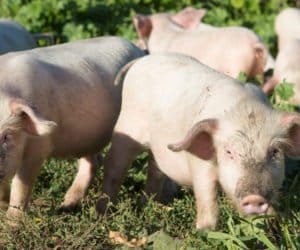 Czy dodatki fitobiotyczne są skuteczne w&nbsp;żywieniu trzody chlewnej?