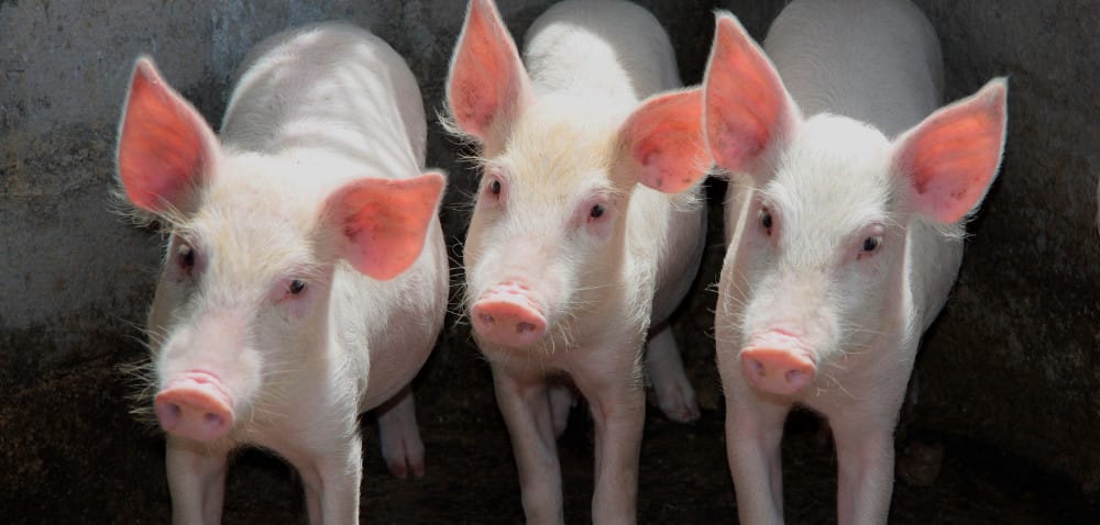 Wirus PCV2: czym jest i&nbsp;jaki ma wpływ na rozród zwierząt?