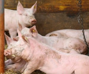 Dyzenteria: jak uniknąć choroby?