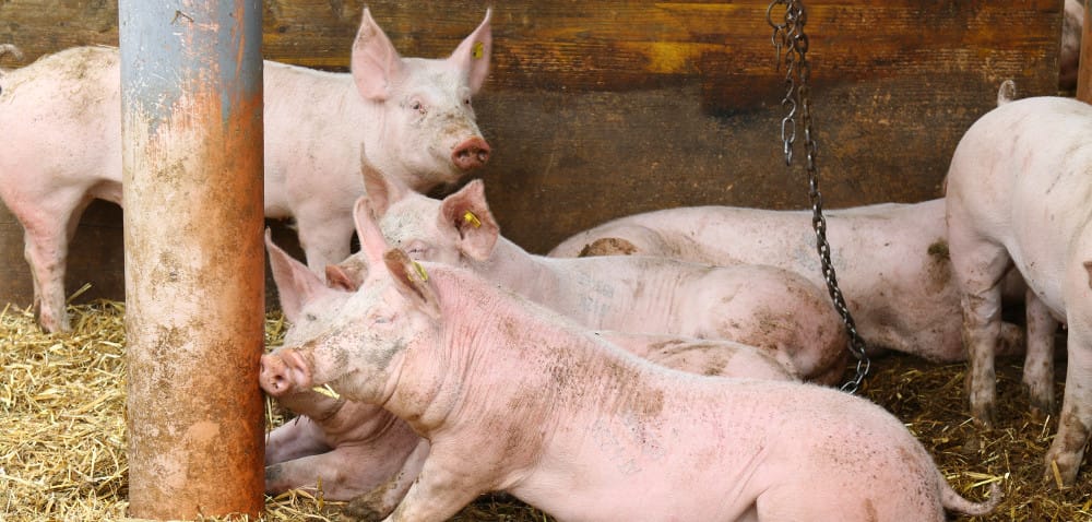 Dyzenteria: jak uniknąć choroby?