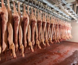 Co wpływa na jakość mięsa wieprzowego?