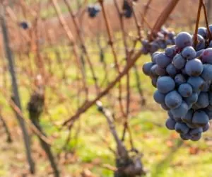 Winiarze muszą złożyć deklaracje o&nbsp;zbiorach!