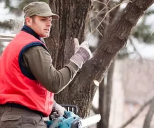 Wycinka drzew na własnej posesji od 2017 będzie łatwiejsza!