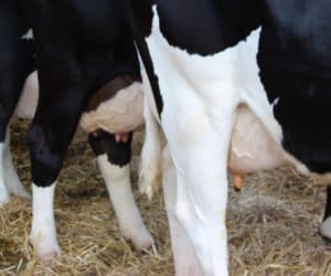 Mastitis: najczęstsza choroba wymienia u&nbsp;krów!