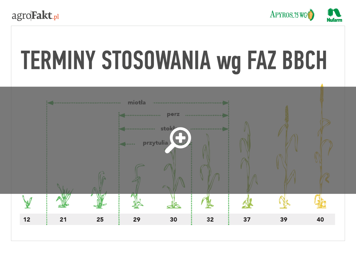wiosenne zwalczanie chwastów w zbożach