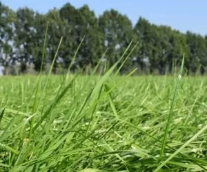 Zakładanie nowych użytków zielonych krok po kroku