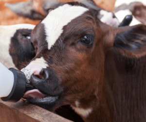 Preparaty mlekozastępcze Sprayfo: nowa, ulepszona formuła