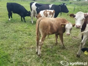 Synchronizacja rui odbywa się przy pomocy trzech grup hormonów