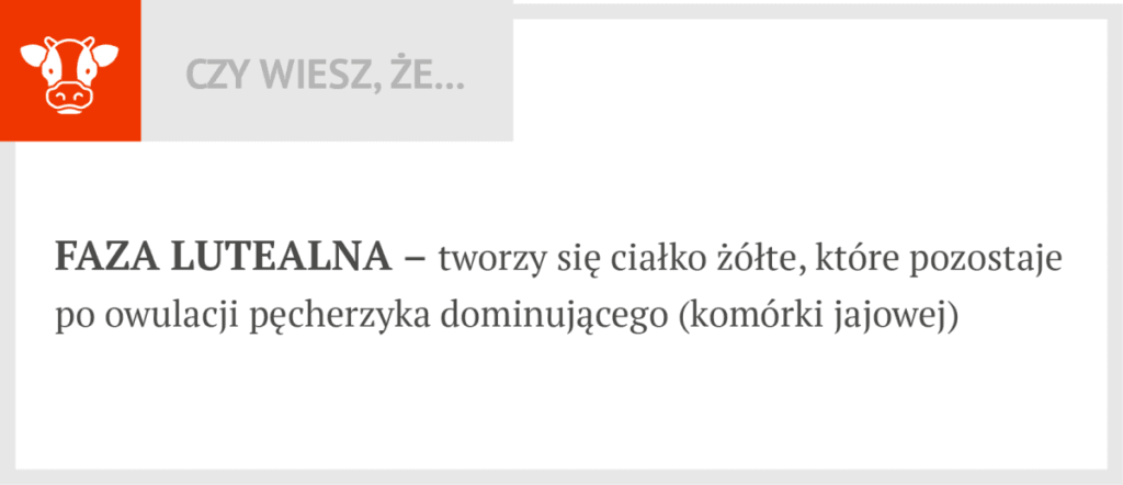 Faza lutelna