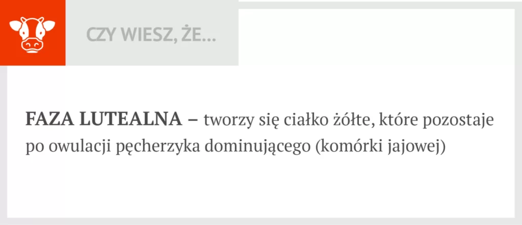 Faza lutelna