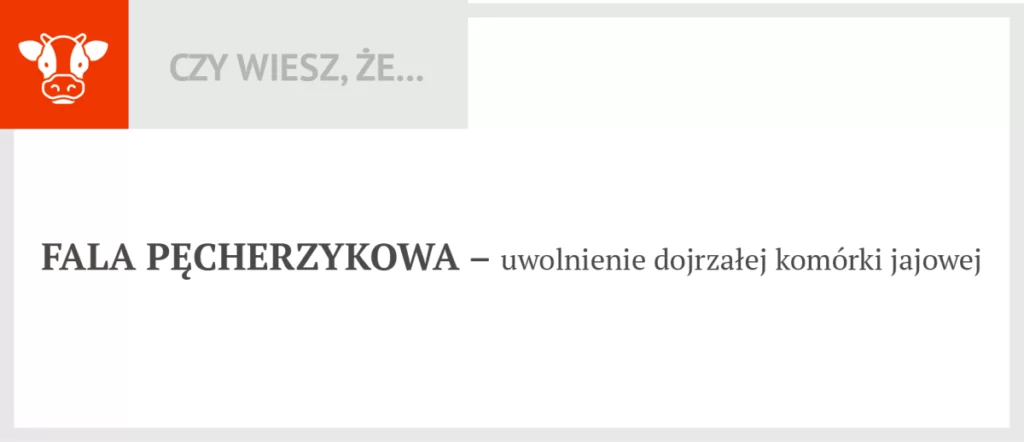 Faza pęcherzykowa