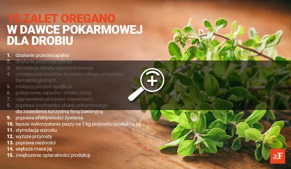 oregano w żywieniu drobiu