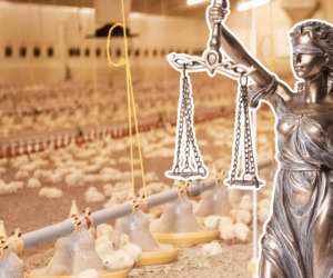 Ptasia grypa – odszkodowania sprawiedliwe dla producentów drobiu!