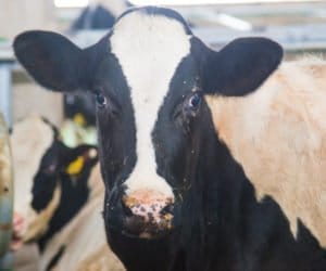 Co powoduje brak apetytu u&nbsp;krowy mlecznej?