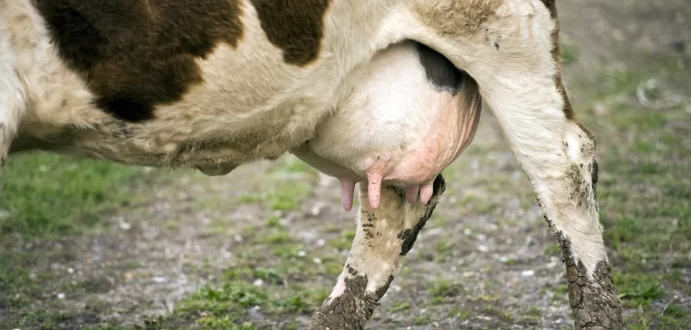 Zapalenie wymienia u krów (mastitis): przyczyny i zapobieganie