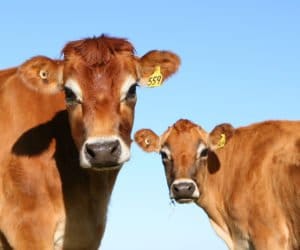 Poznajemy popularne rasy bydła mlecznego