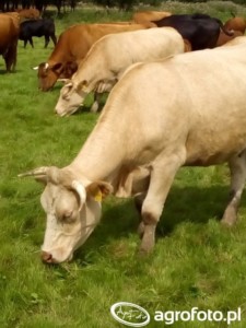 Krowy ras mięsnych utrzymywane z cielętami, przez długi czas mogą nie wykazywać objawów rujowych