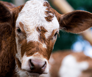 Jak groźna jest krzywica u&nbsp;cieląt?