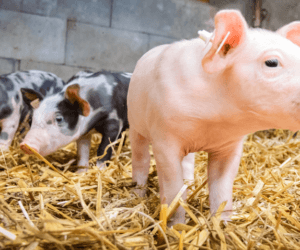 Odsadzanie prosiąt – najtrudniejszy etap produkcji trzody