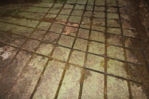 Muzyka łagodzi obyczaje w oborze