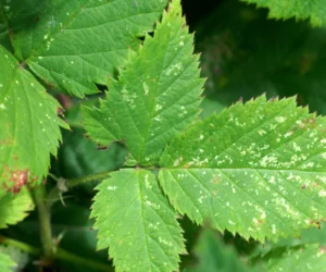 Przędziorek owocowiec – lustracja sadu