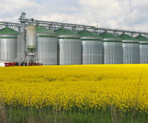 Rynek rzepaku – spodziewana dobra koniunktura!