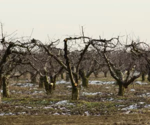 Przygotowanie ziemi pod uprawę sadowniczą