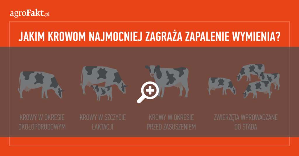 Jakim krowom najmocniej zagraża zapalenie wymienia (mastitis)?