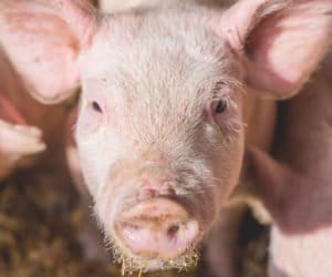 Dodatki paszowe w&nbsp;żywieniu świń: na co pomogą?