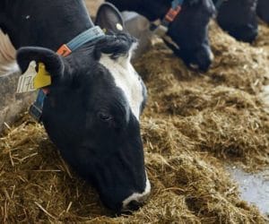 Konferencja Hodowców Bydła Mlecznego firmy Blattin i&nbsp;pasze BEZ GMO