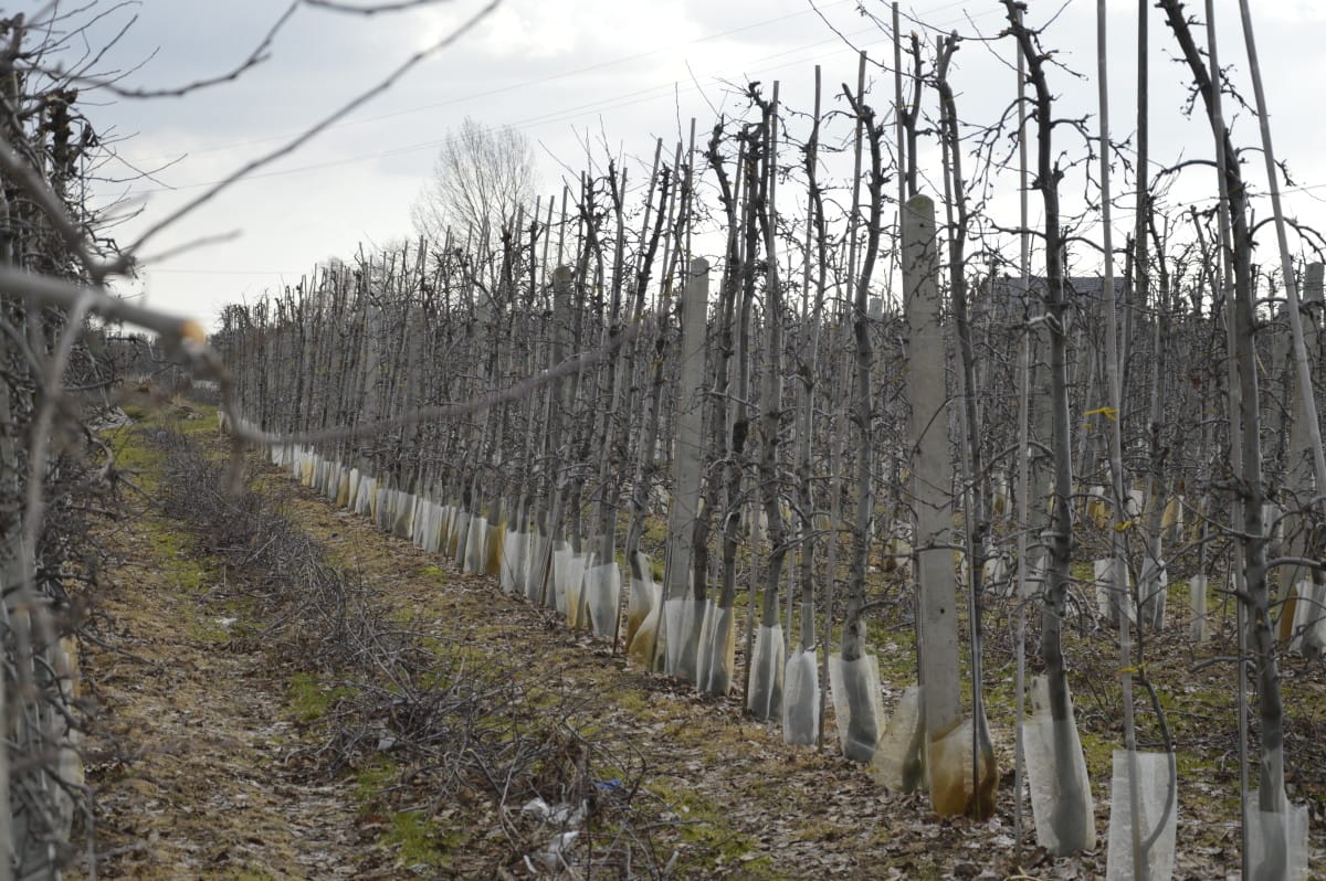 placówka agrosimex - sady