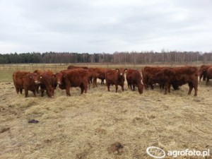 bydło mięsne - buhaj i krowy
