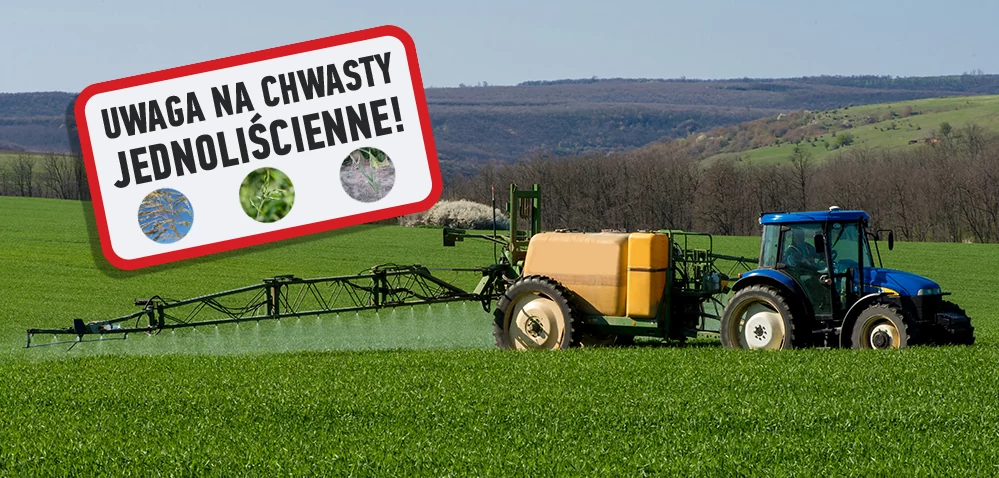 herbicydy na chwasty jednoliścienne