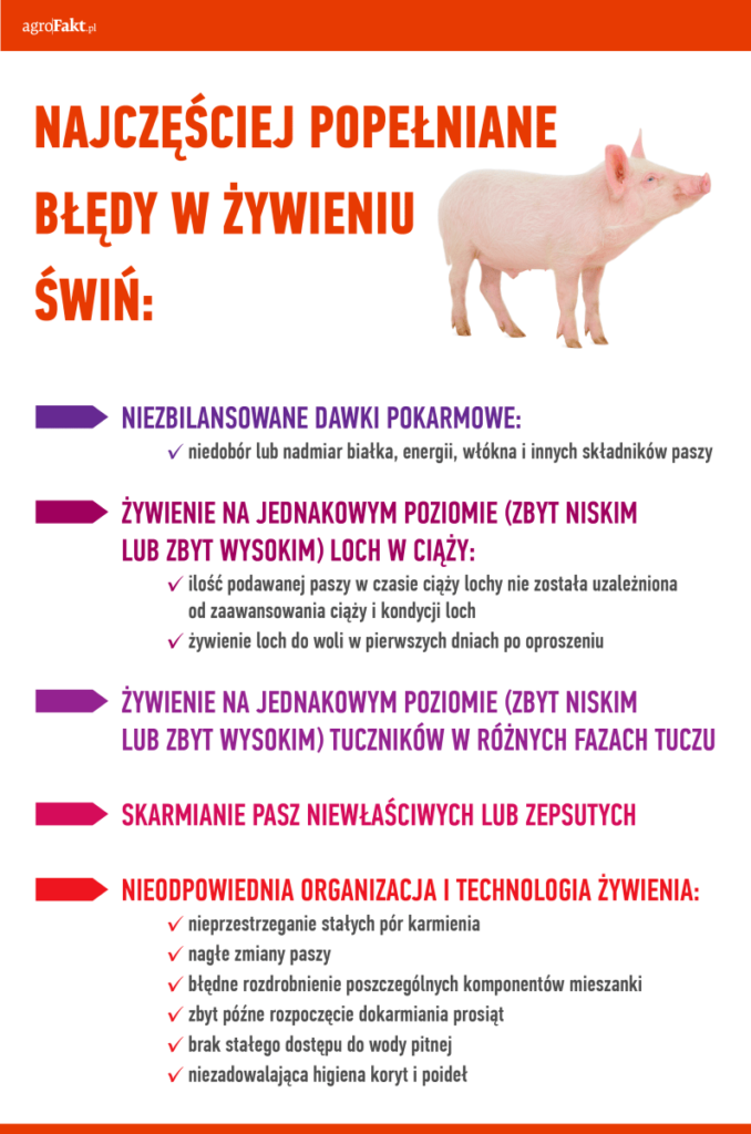 żywienie trzody chlewnej a najczęściej popełniane błędy